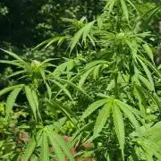 Bubba kush barneys + herbies freebies