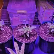 Bubba kush barneys + herbies freebies
