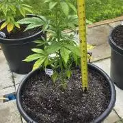 Bubba kush barneys + herbies freebies