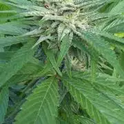 Bubba kush barneys + herbies freebies