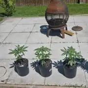 Bubba kush barneys + herbies freebies
