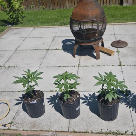 Bubba kush barneys + herbies freebies