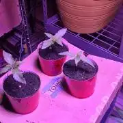 Bubba kush barneys + herbies freebies