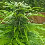 Bubba kush barneys + herbies freebies