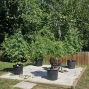 Bubba kush barneys + herbies freebies