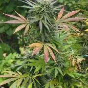 Bubba kush barneys + herbies freebies