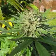 Bubba kush barneys + herbies freebies