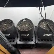 Rf3 trial