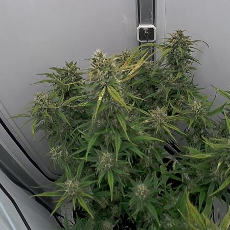 Greybeards ganja