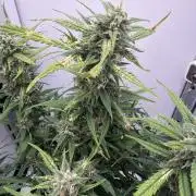 Greybeards ganja