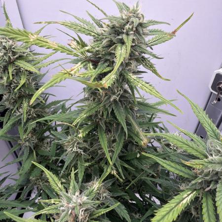 Greybeards ganja
