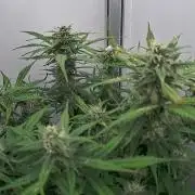 Greybeards ganja
