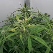 Greybeards ganja