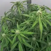 Greybeards ganja