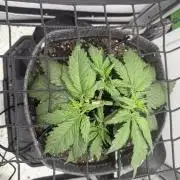 Greybeards ganja