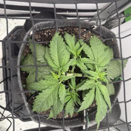 Greybeards ganja