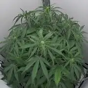 Greybeards ganja