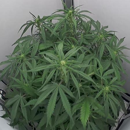 Greybeards ganja