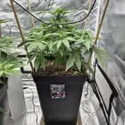 sugar x banana