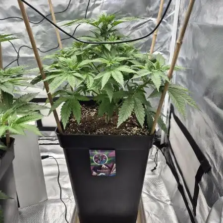 sugar x banana
