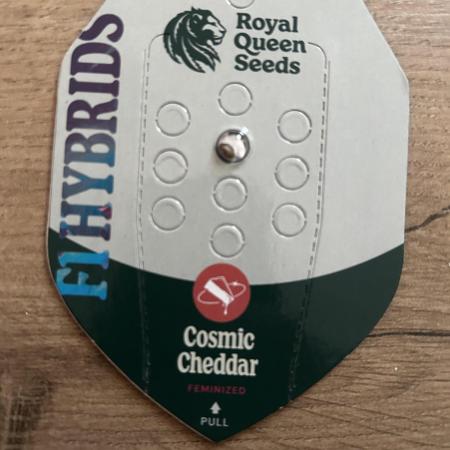 cosmic cheddar F1