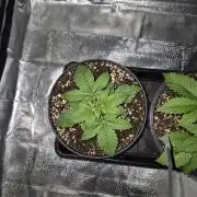 sugar x banana