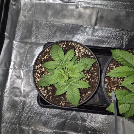 sugar x banana