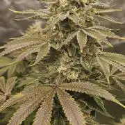 Apex F1 pheno hunt