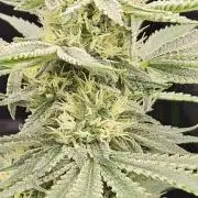 Apex F1 pheno hunt