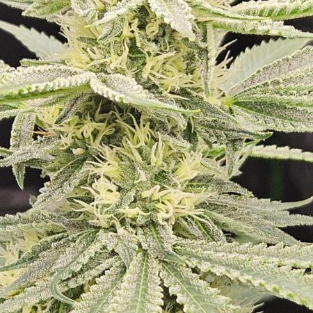 Apex F1 pheno hunt