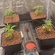Super Lemon Haze, 300W, Wilma