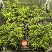 Super Lemon Haze, 300W, Wilma
