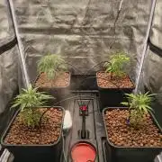 Super Lemon Haze, 300W, Wilma