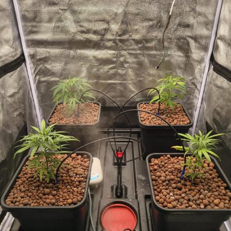Super Lemon Haze, 300W, Wilma