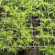 Super Lemon Haze, 300W, Wilma