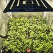 Super Lemon Haze, 300W, Wilma