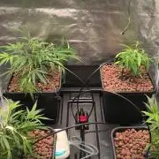 Super Lemon Haze, 300W, Wilma