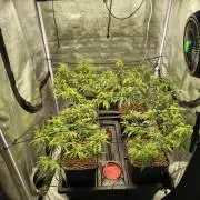Super Lemon Haze, 300W, Wilma