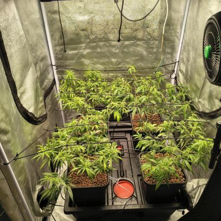 Super Lemon Haze, 300W, Wilma