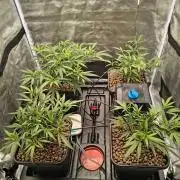 Super Lemon Haze, 300W, Wilma