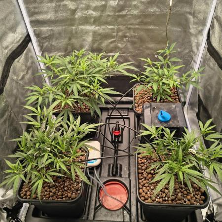Super Lemon Haze, 300W, Wilma
