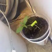 Oh kush #1