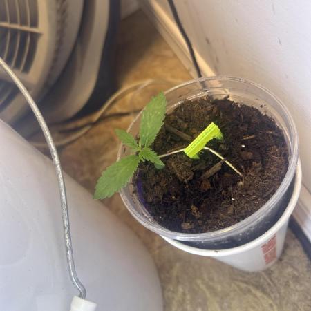 OG kush #1