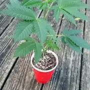 Seed Supreme-Dulce de Uva