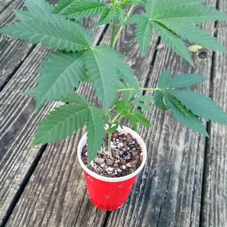 Seed Supreme-Dulce de Uva