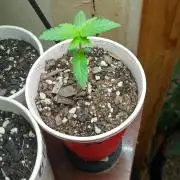 Seed Supreme Dulce de Uva