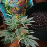 Seed Supreme-Dulce de Uva