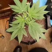 Seed Supreme-Dulce de Uva