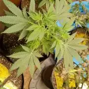 Seed Supreme-Dulce de Uva