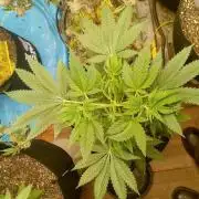 Seed Supreme-Dulce de Uva
